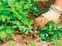 Elimina las malas yerbas