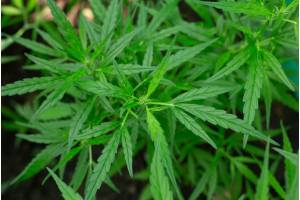 Cómo disimular un cultivo interior de marihuana en casa con muebles, colores y textiles